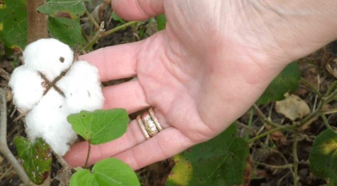 hand touching cotton plant
