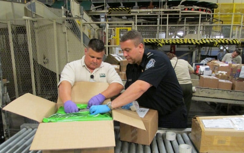 A customs agent and an agriculture specialist inspecting a package